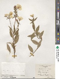 Oenothera fruticosa image