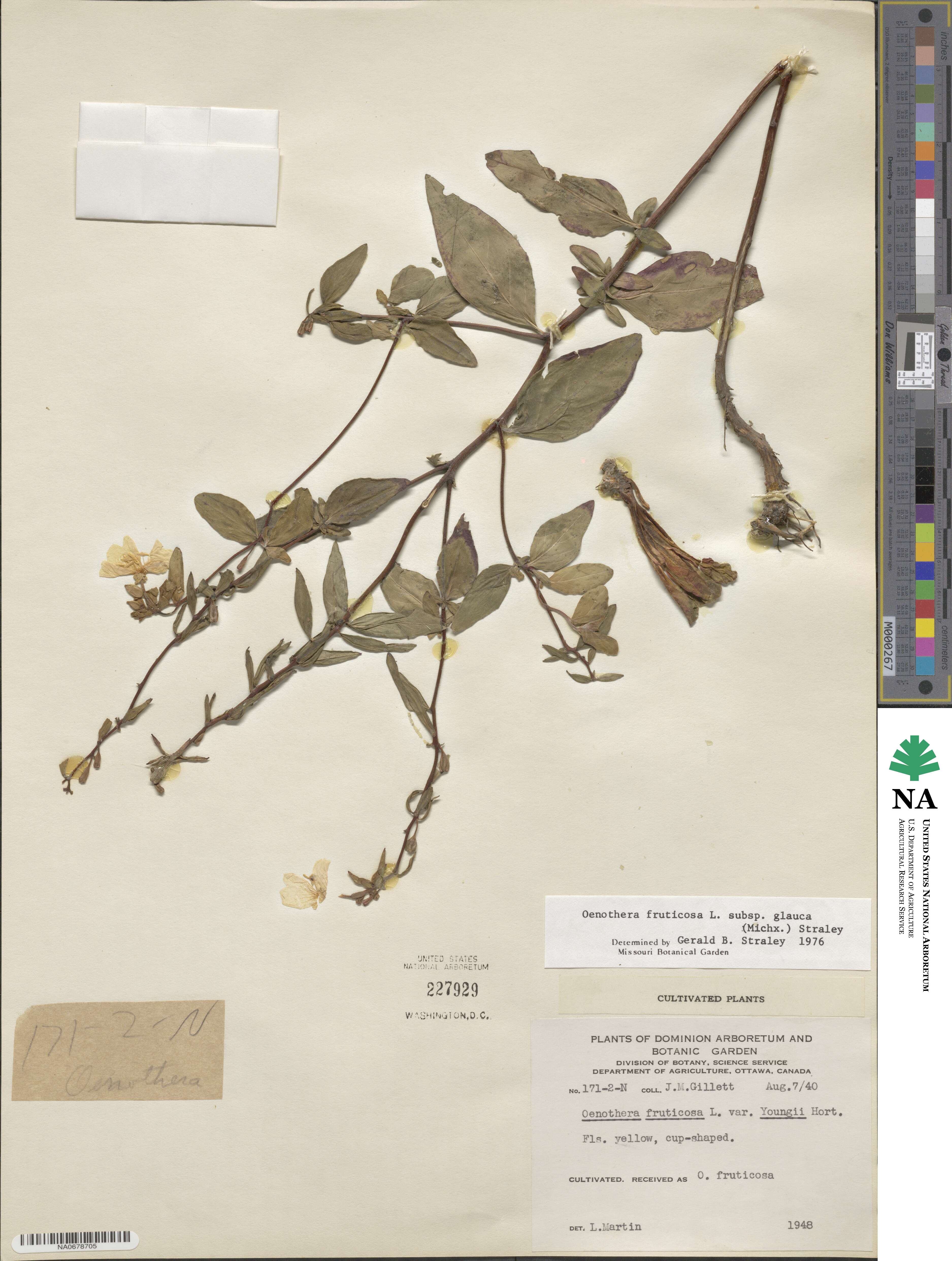 Oenothera fruticosa subsp. tetragona image