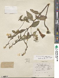 Oenothera fruticosa image