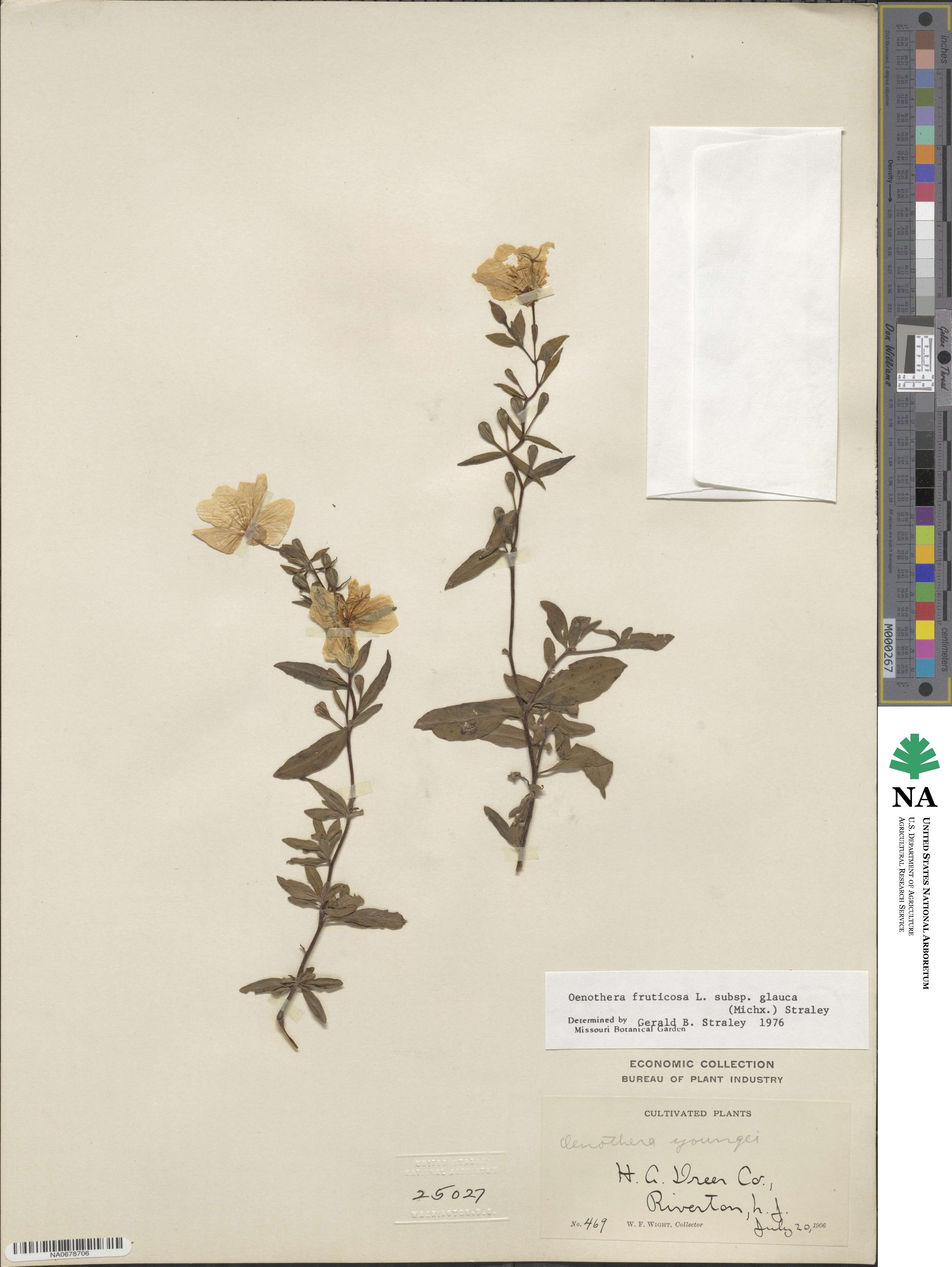 Oenothera fruticosa subsp. tetragona image