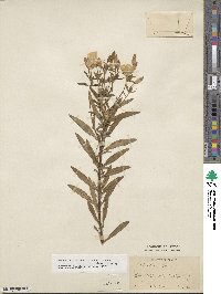 Oenothera fruticosa subsp. tetragona image