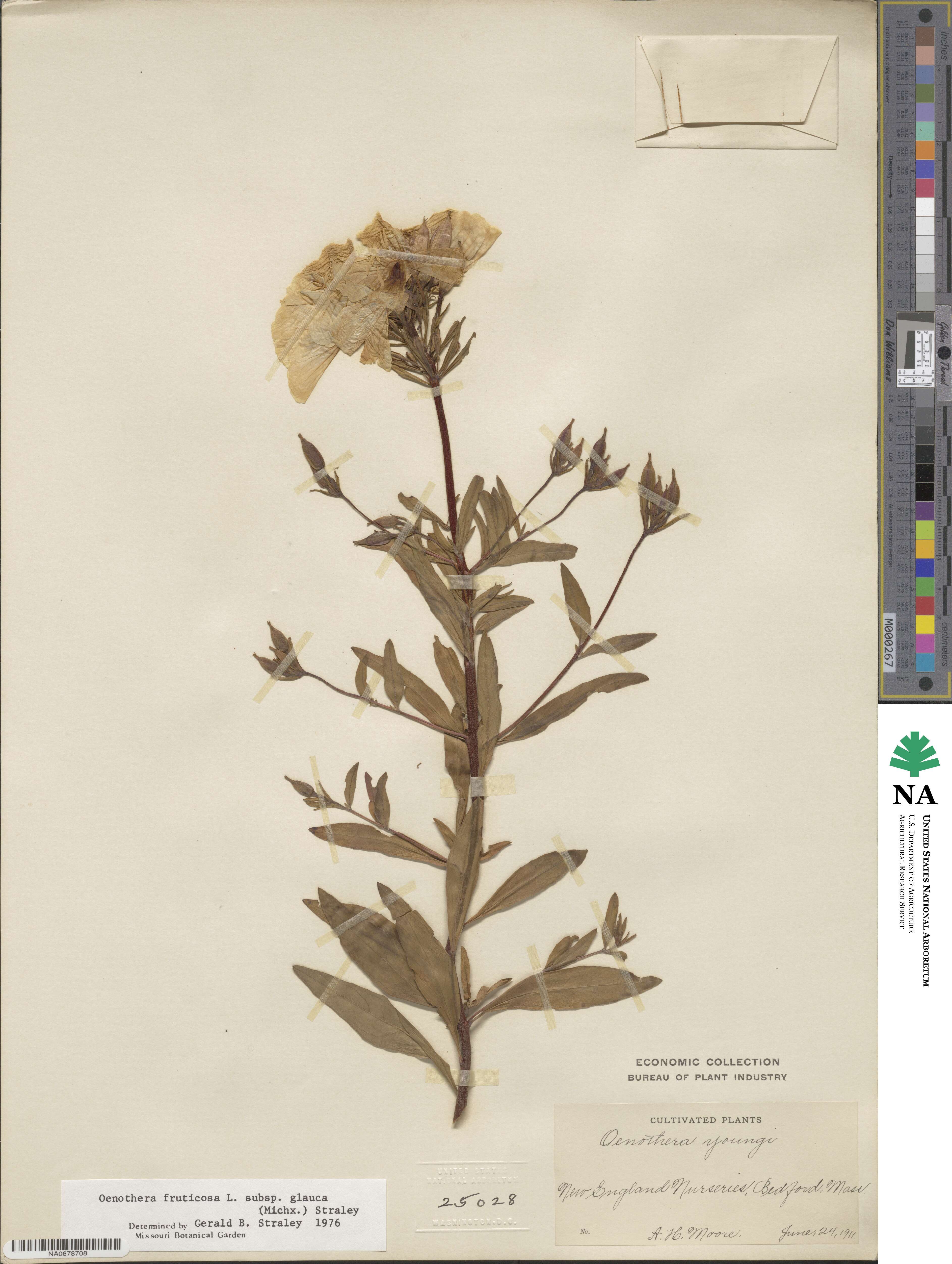 Oenothera fruticosa subsp. tetragona image