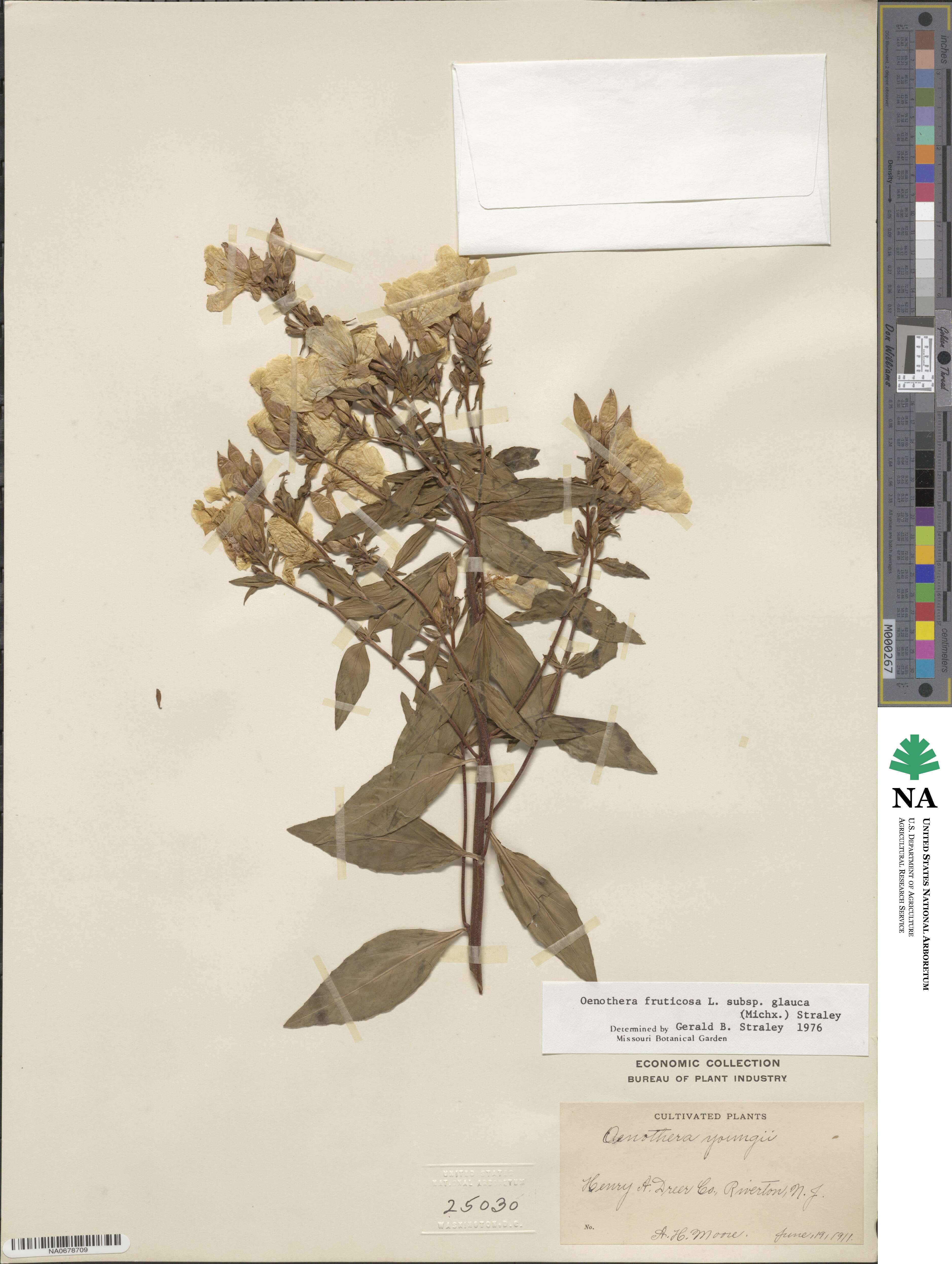 Oenothera fruticosa subsp. tetragona image