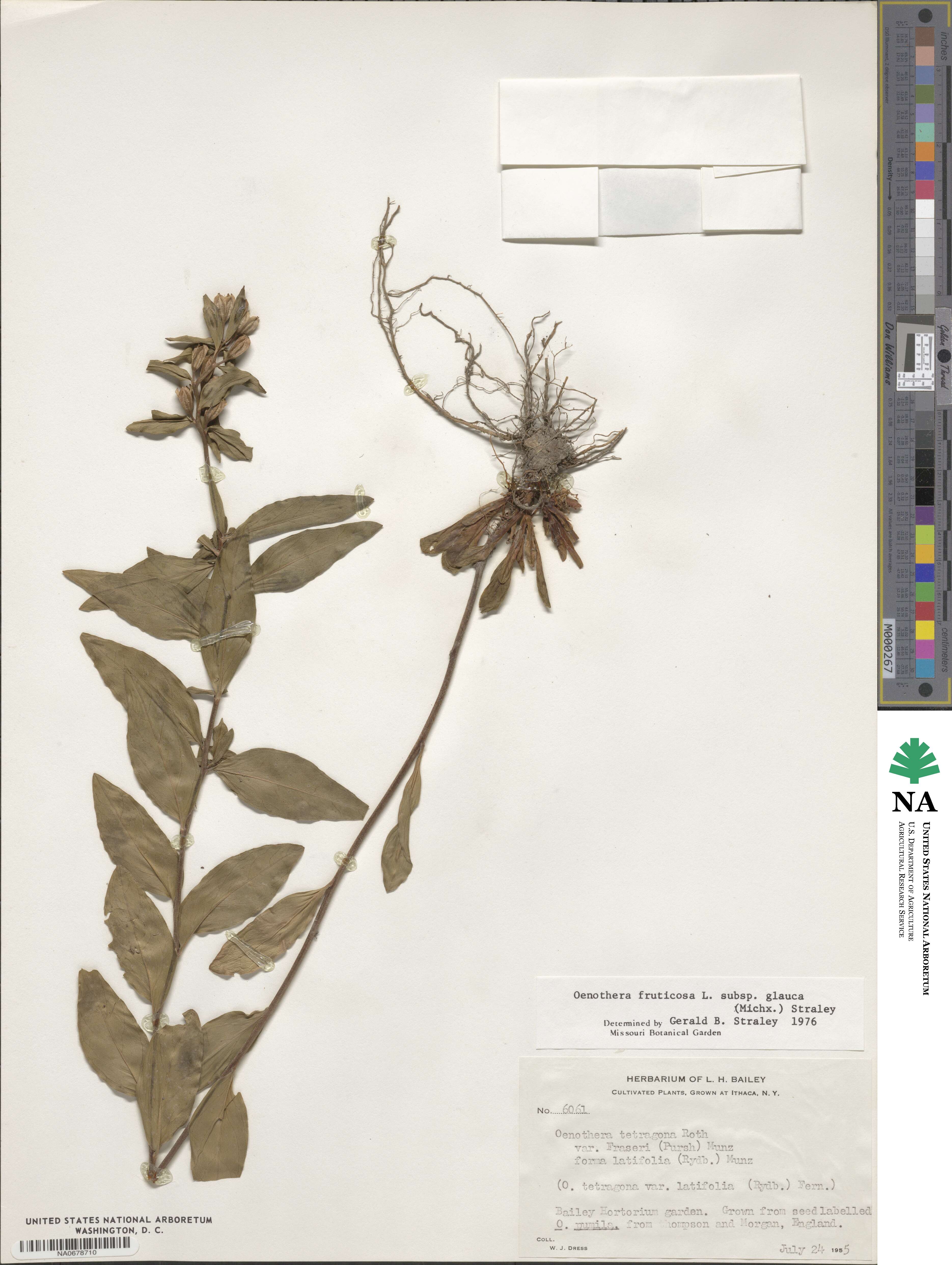 Oenothera fruticosa subsp. tetragona image