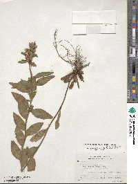 Oenothera fruticosa subsp. tetragona image