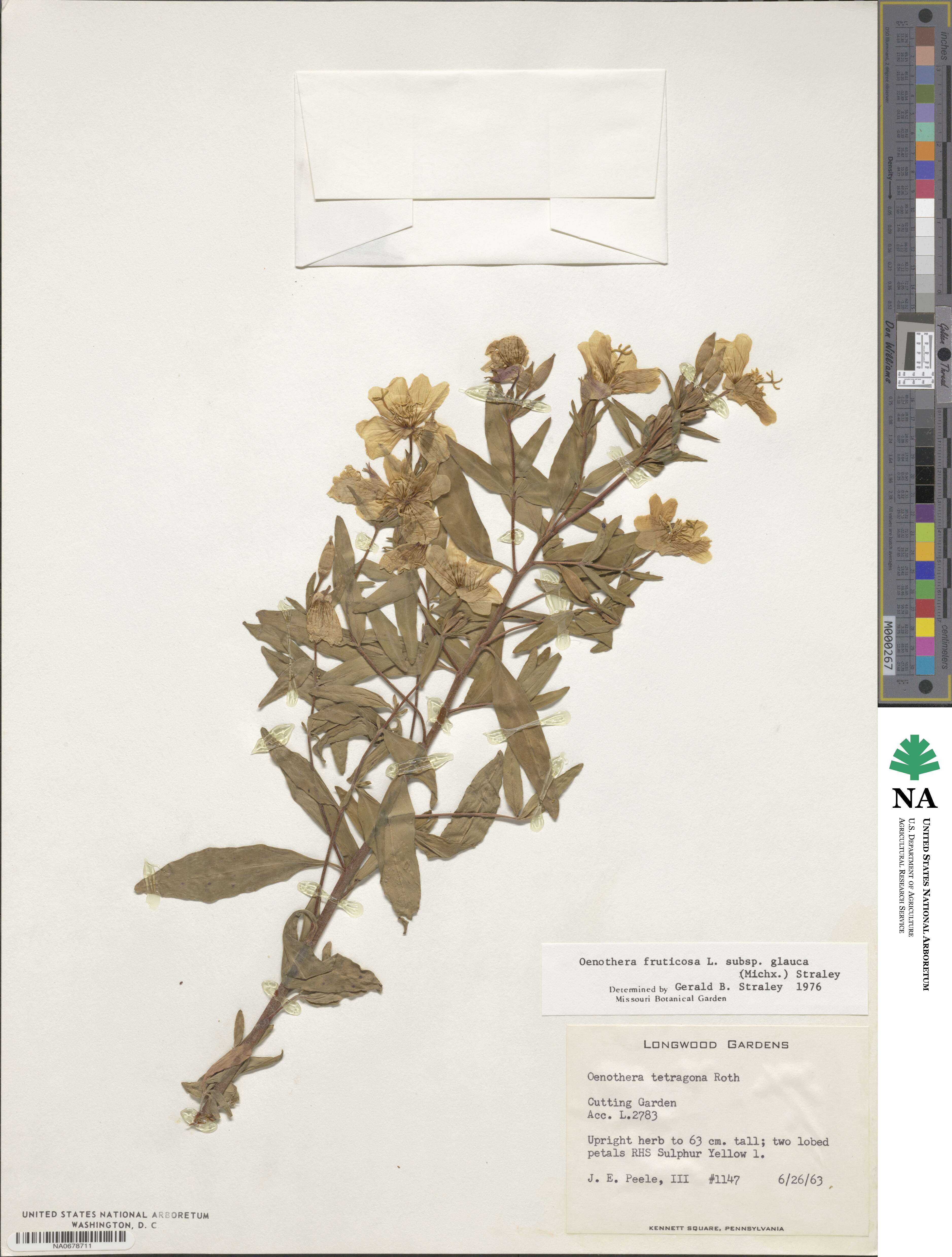 Oenothera fruticosa subsp. tetragona image