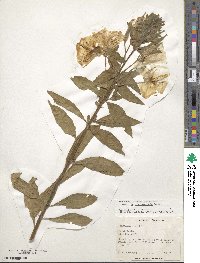 Oenothera grandiflora image