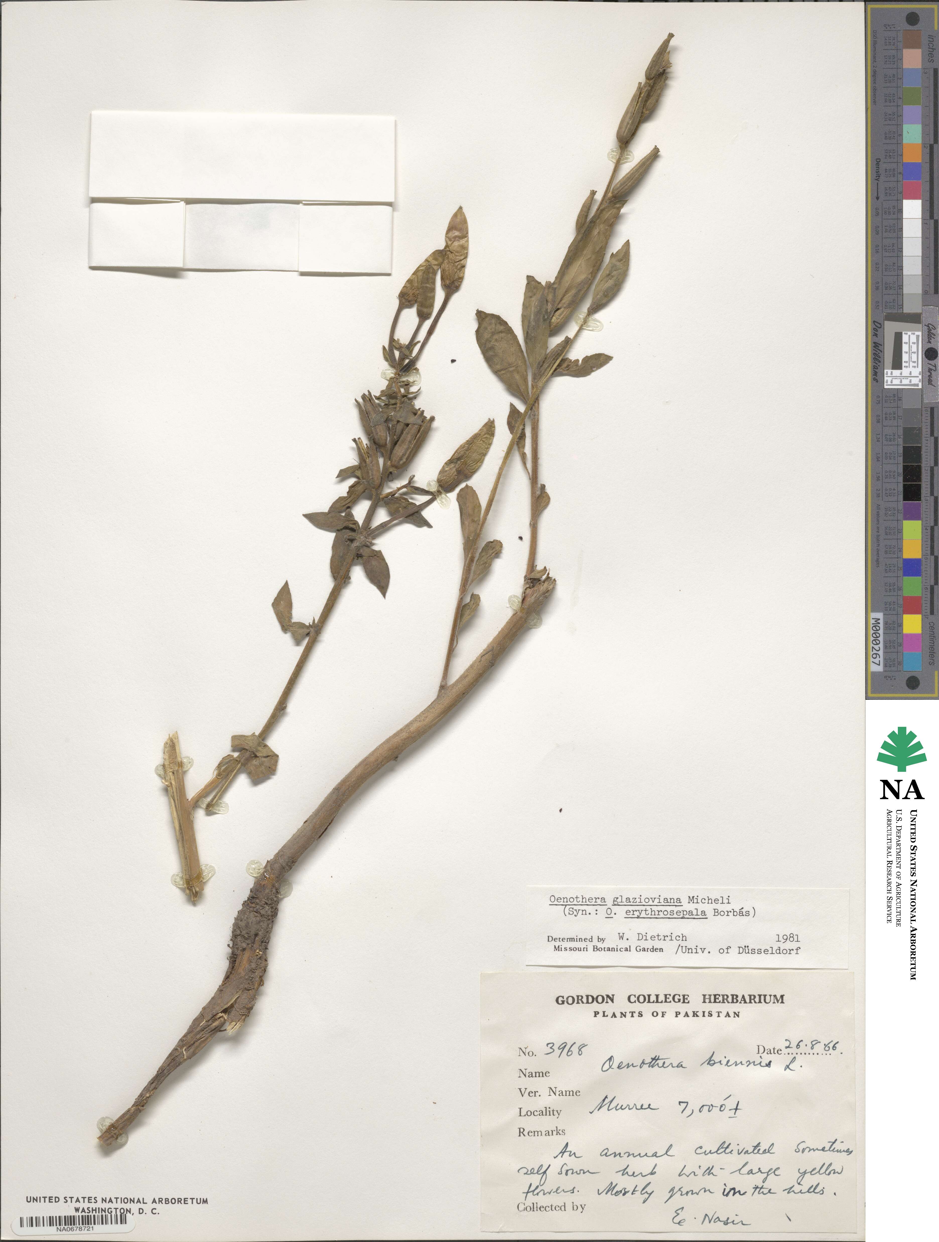 Oenothera grandiflora image
