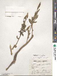 Oenothera grandiflora image