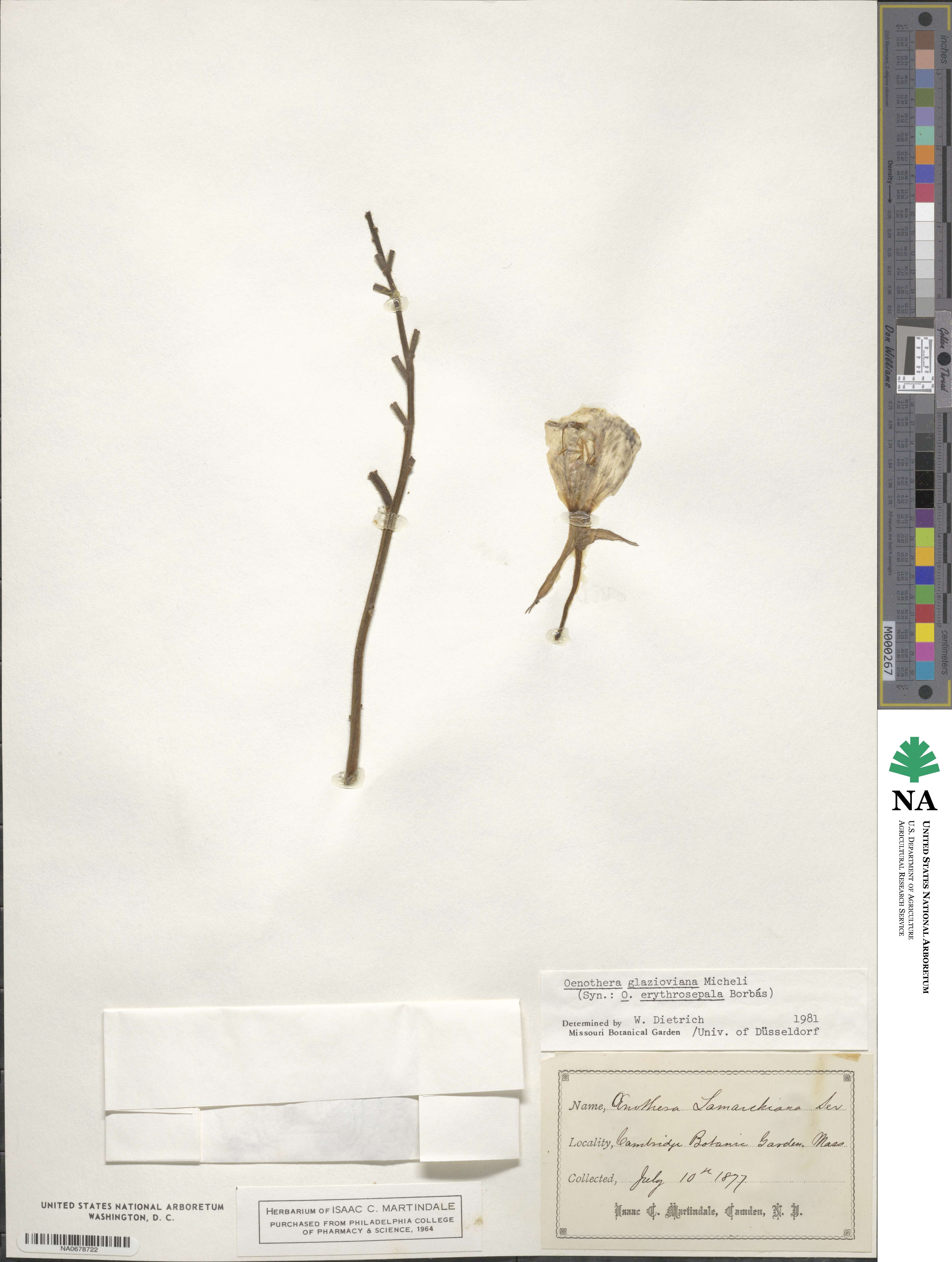 Oenothera grandiflora image