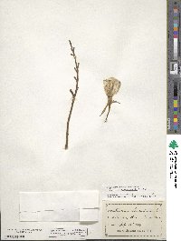 Oenothera grandiflora image