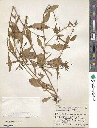 Oenothera kunthiana image