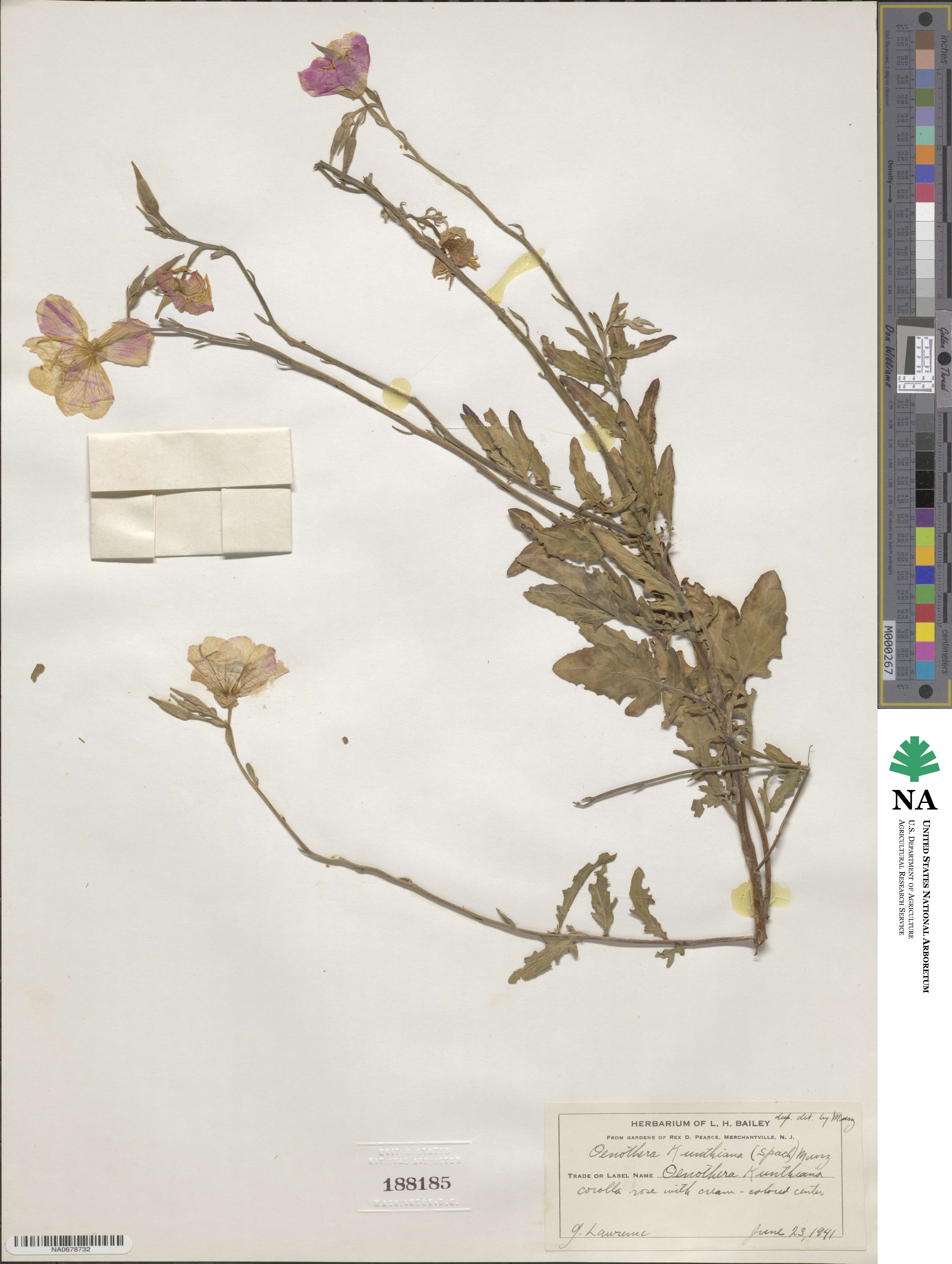 Oenothera kunthiana image