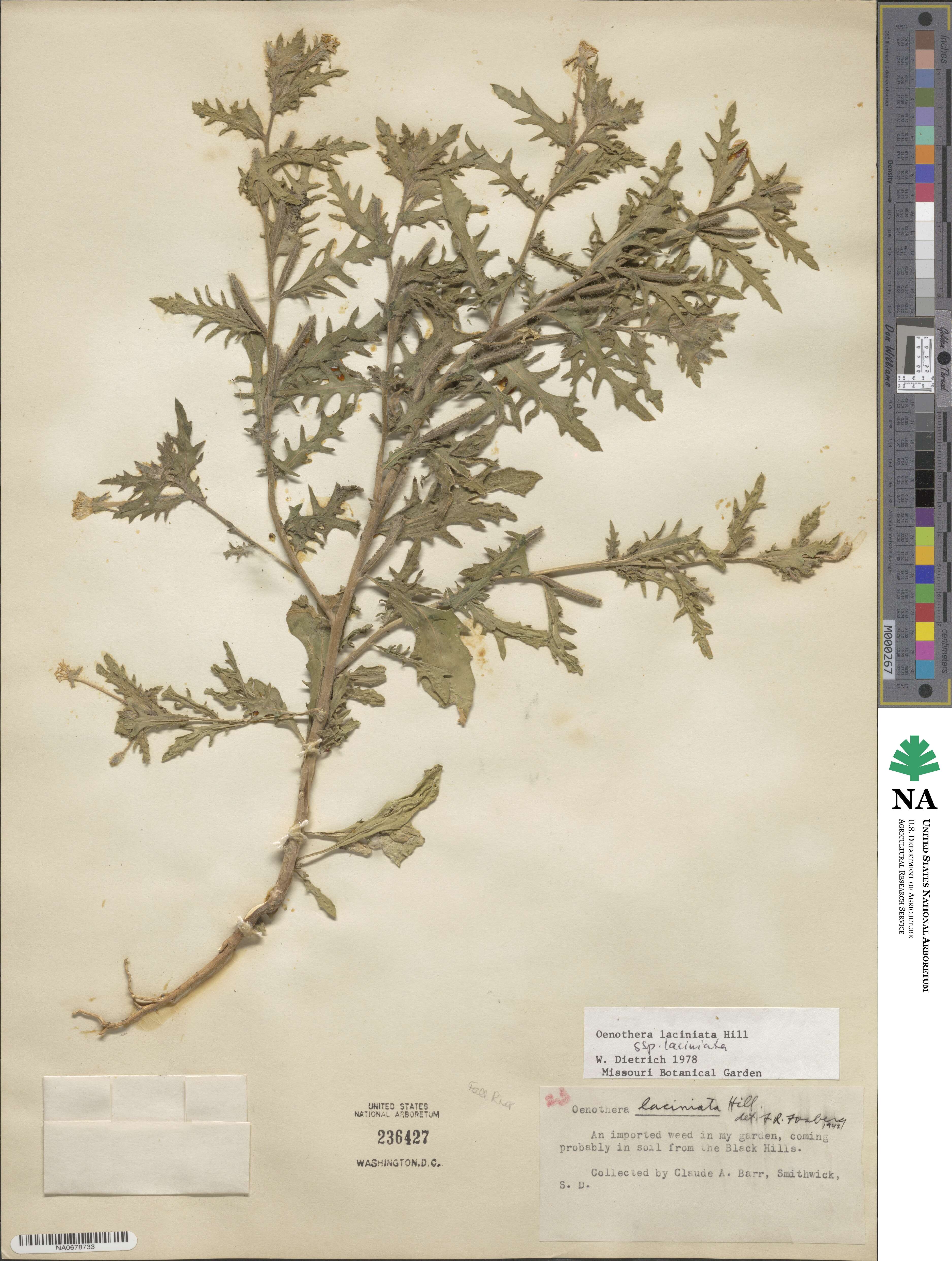 Oenothera laciniata image