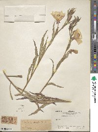 Oenothera odorata image