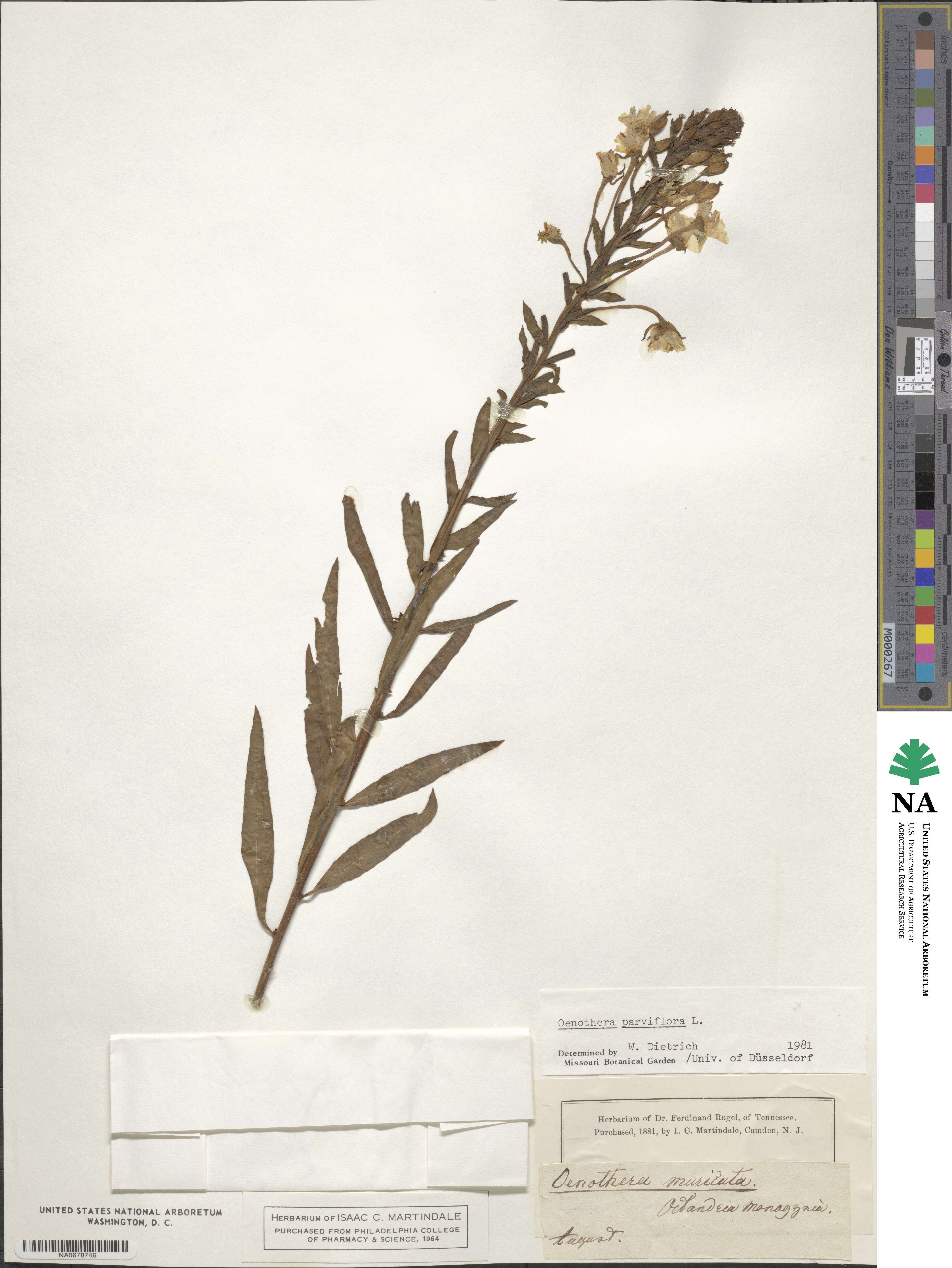 Oenothera parviflora image