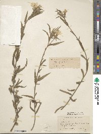 Oenothera picensis subsp. picensis image