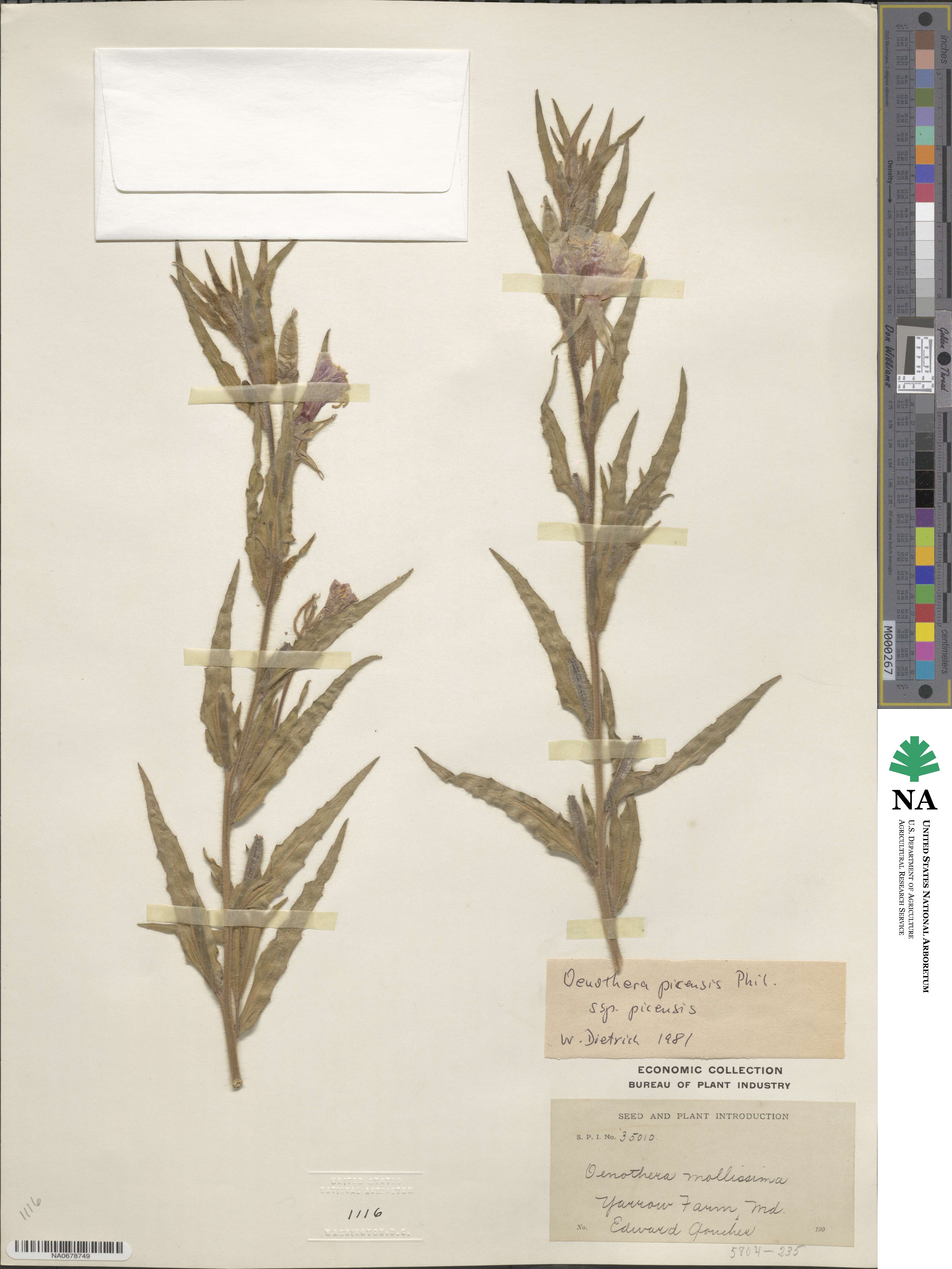 Oenothera picensis image