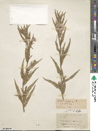 Oenothera picensis image