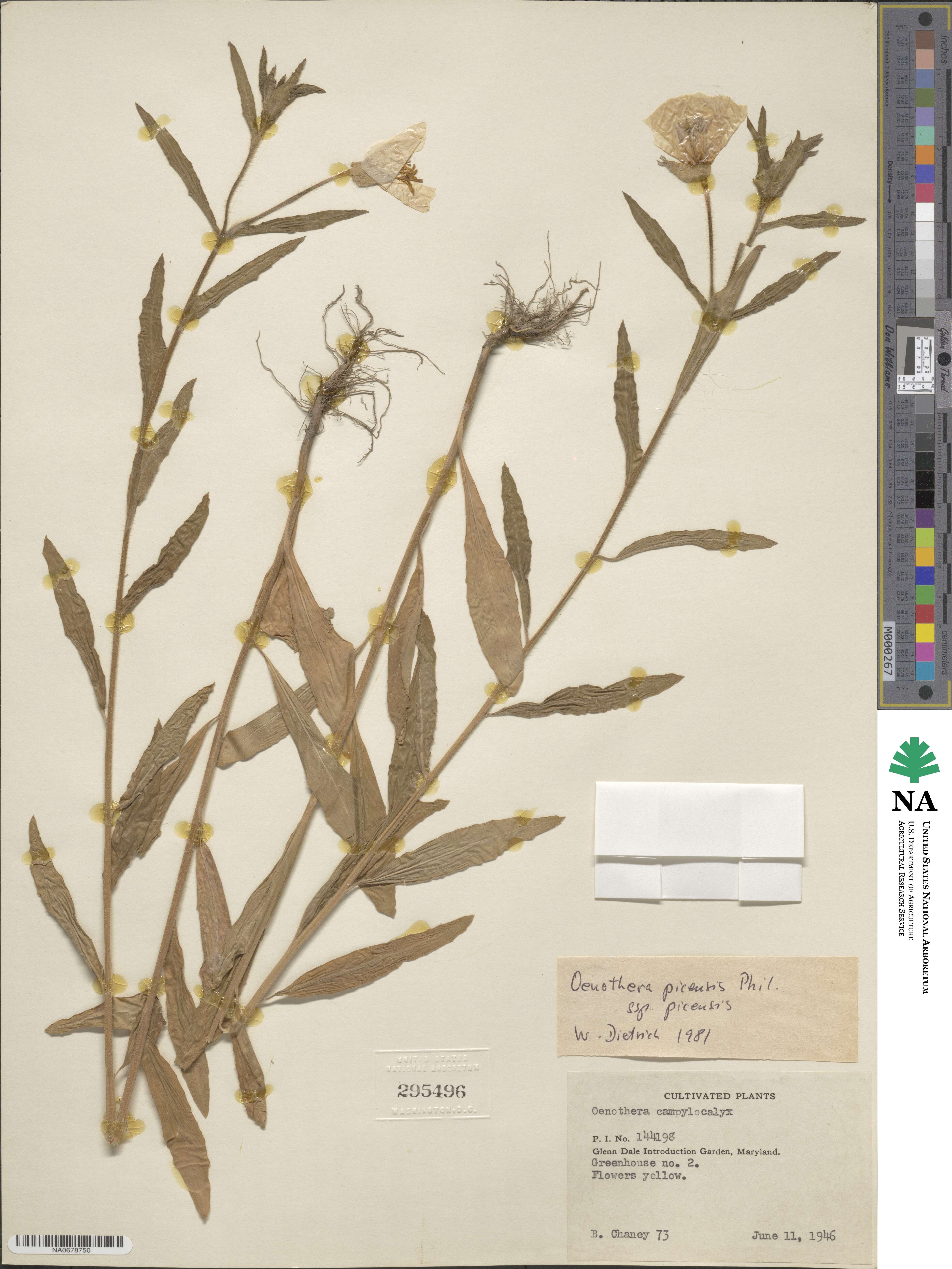 Oenothera picensis subsp. picensis image