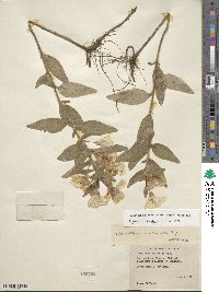 Oenothera pilosella image