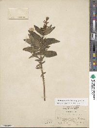Oenothera pilosella image