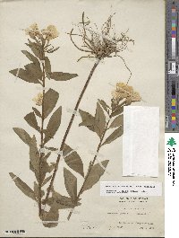 Oenothera pilosella image