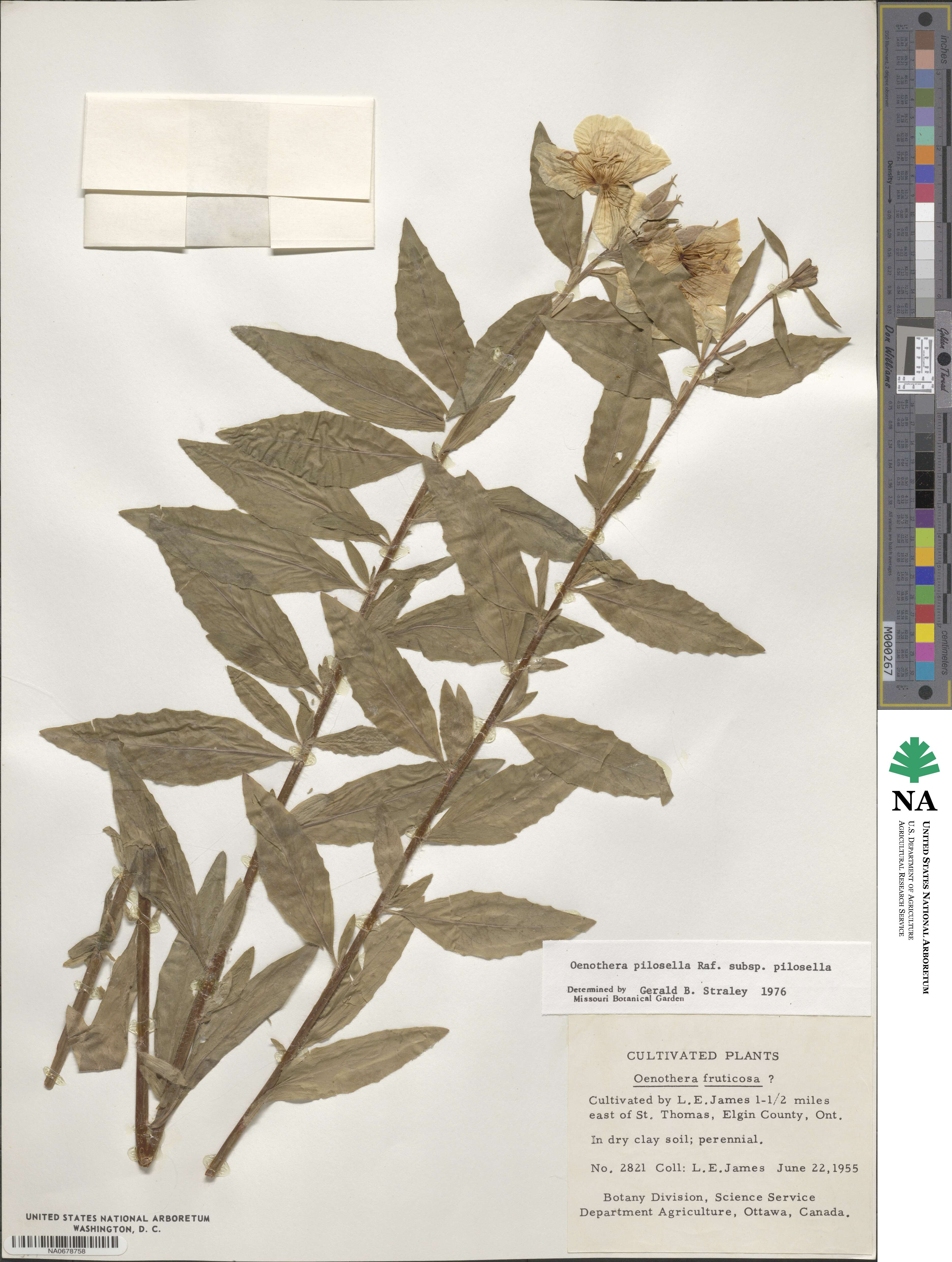 Oenothera pilosella image