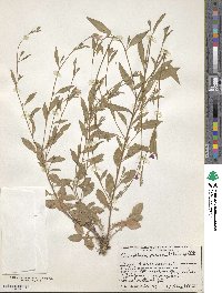 Oenothera rosea image