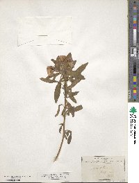 Oenothera rosea image