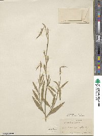 Oenothera speciosa image