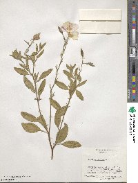 Oenothera speciosa image