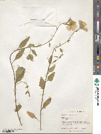 Oenothera speciosa image