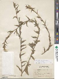 Oenothera stricta image