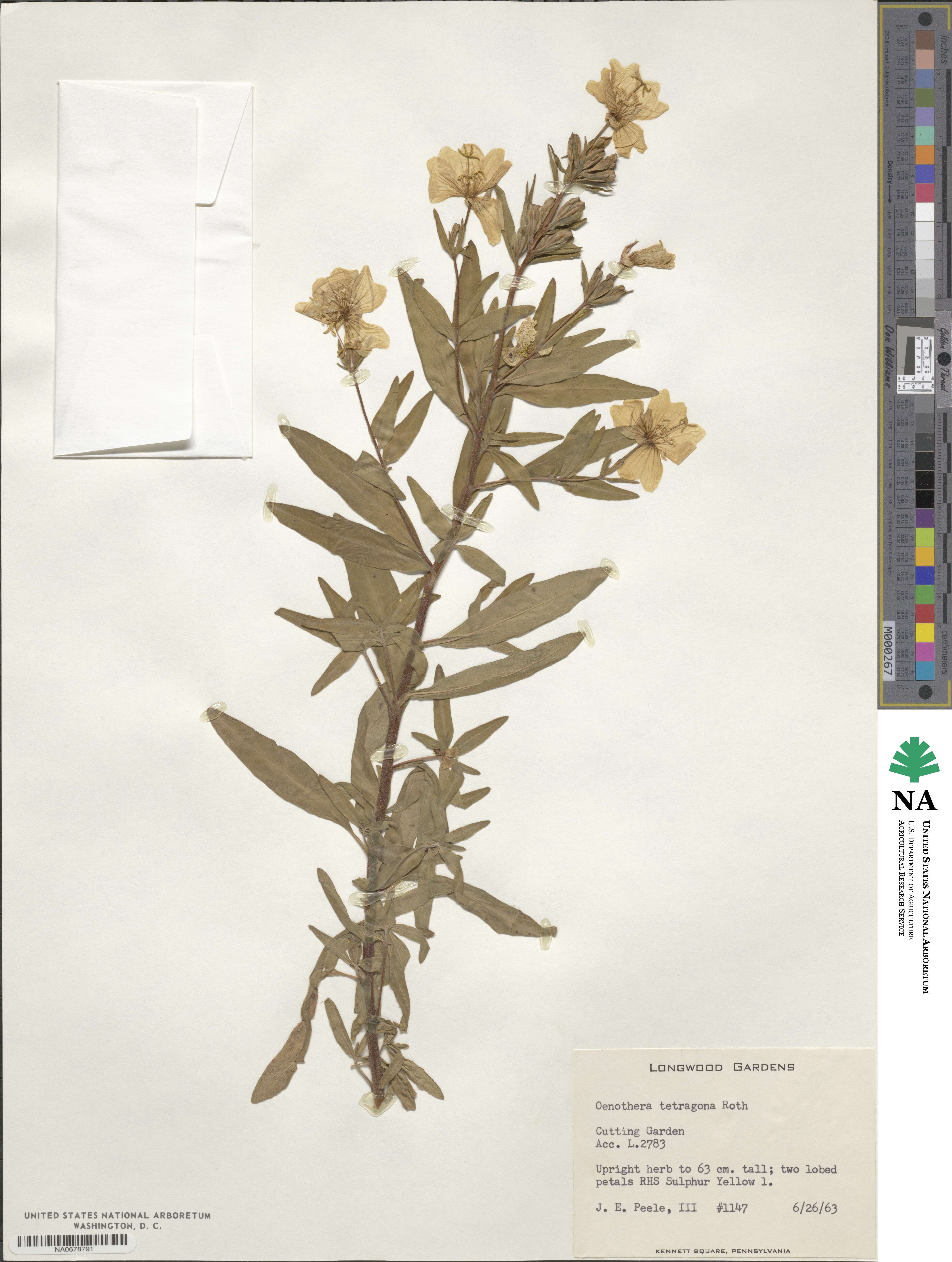 Oenothera fruticosa subsp. tetragona image