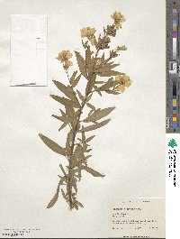 Oenothera fruticosa image