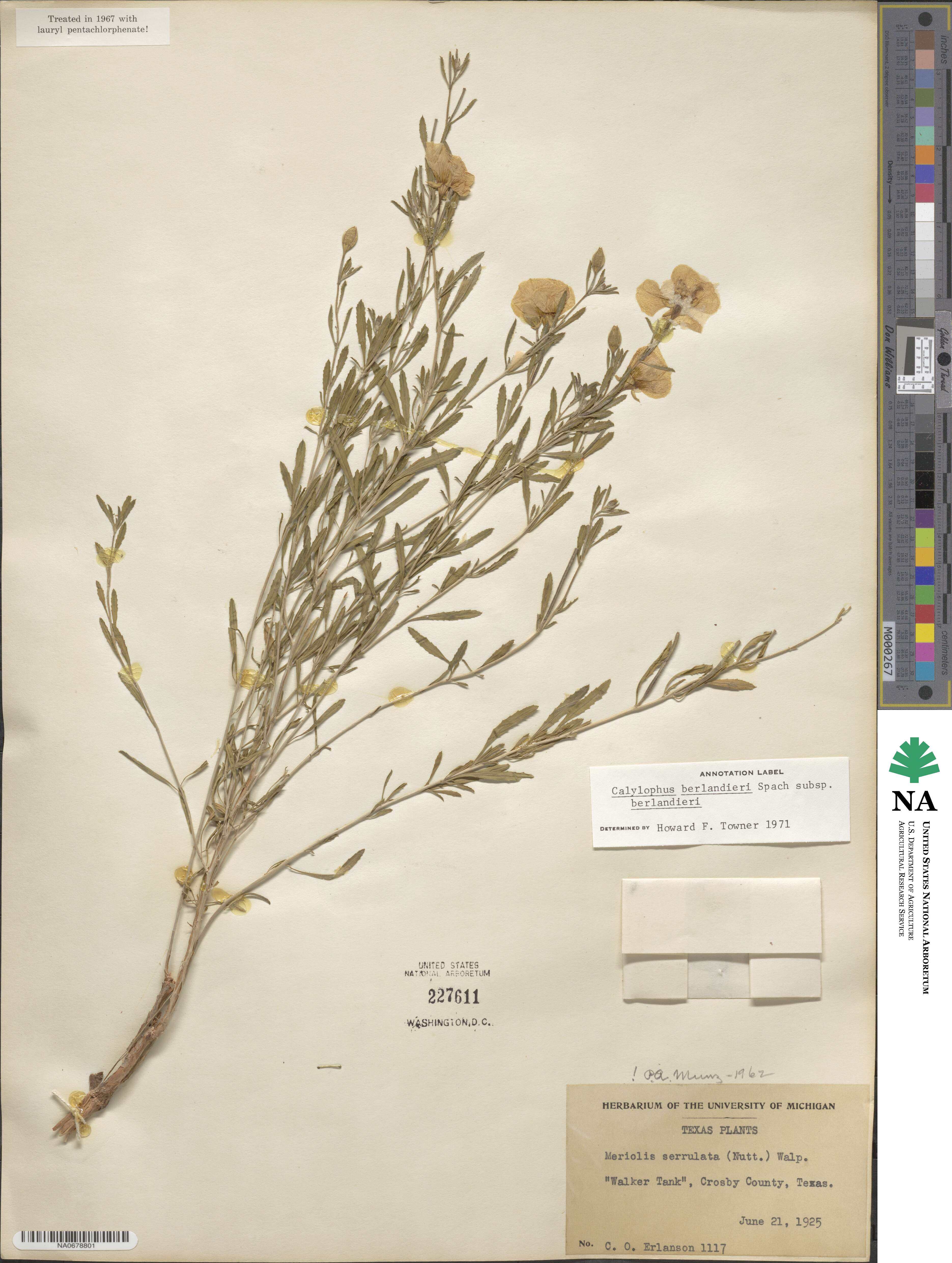 Oenothera berlandieri subsp. berlandieri image