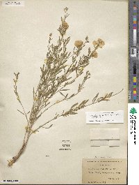 Oenothera berlandieri subsp. berlandieri image