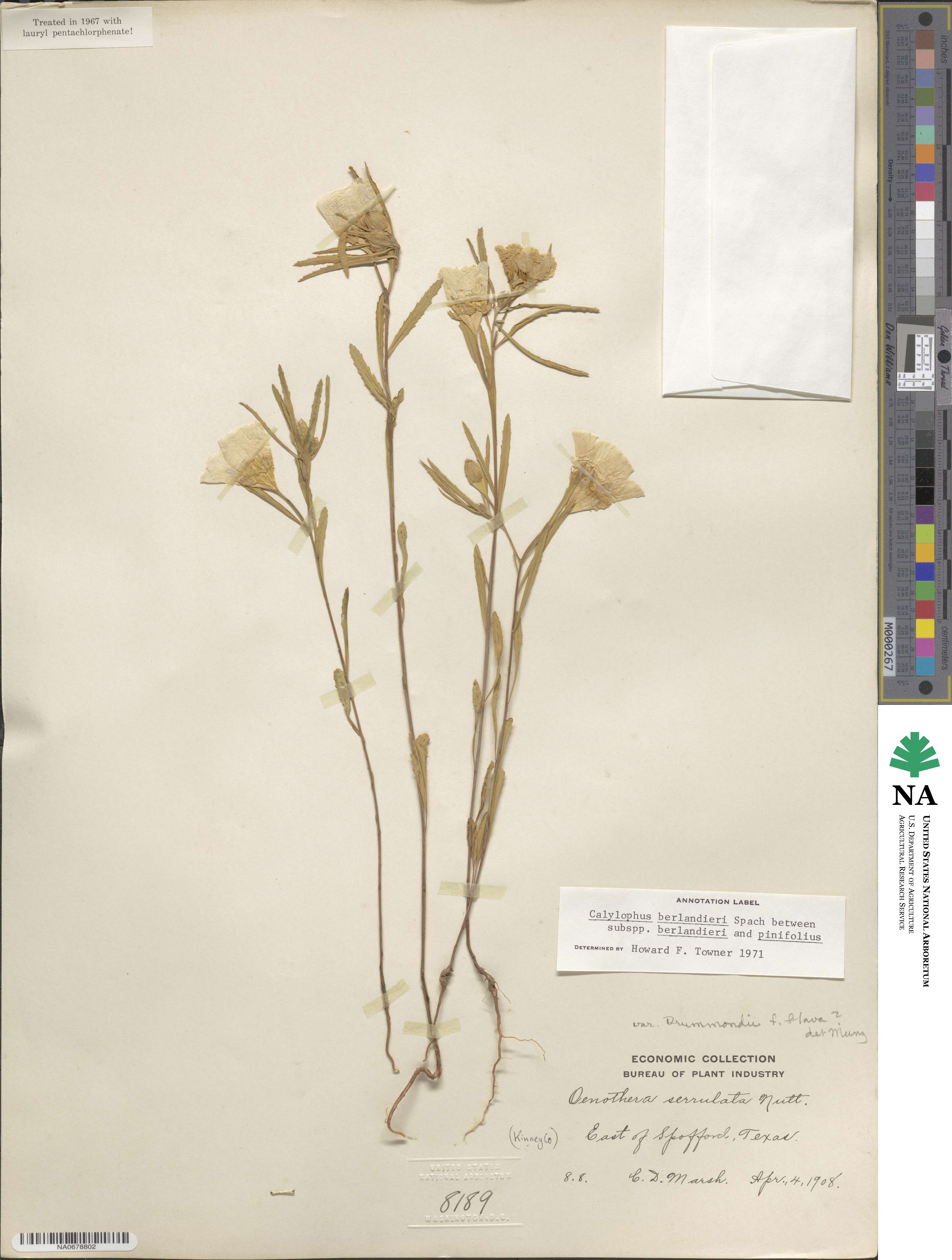 Oenothera berlandieri subsp. berlandieri image