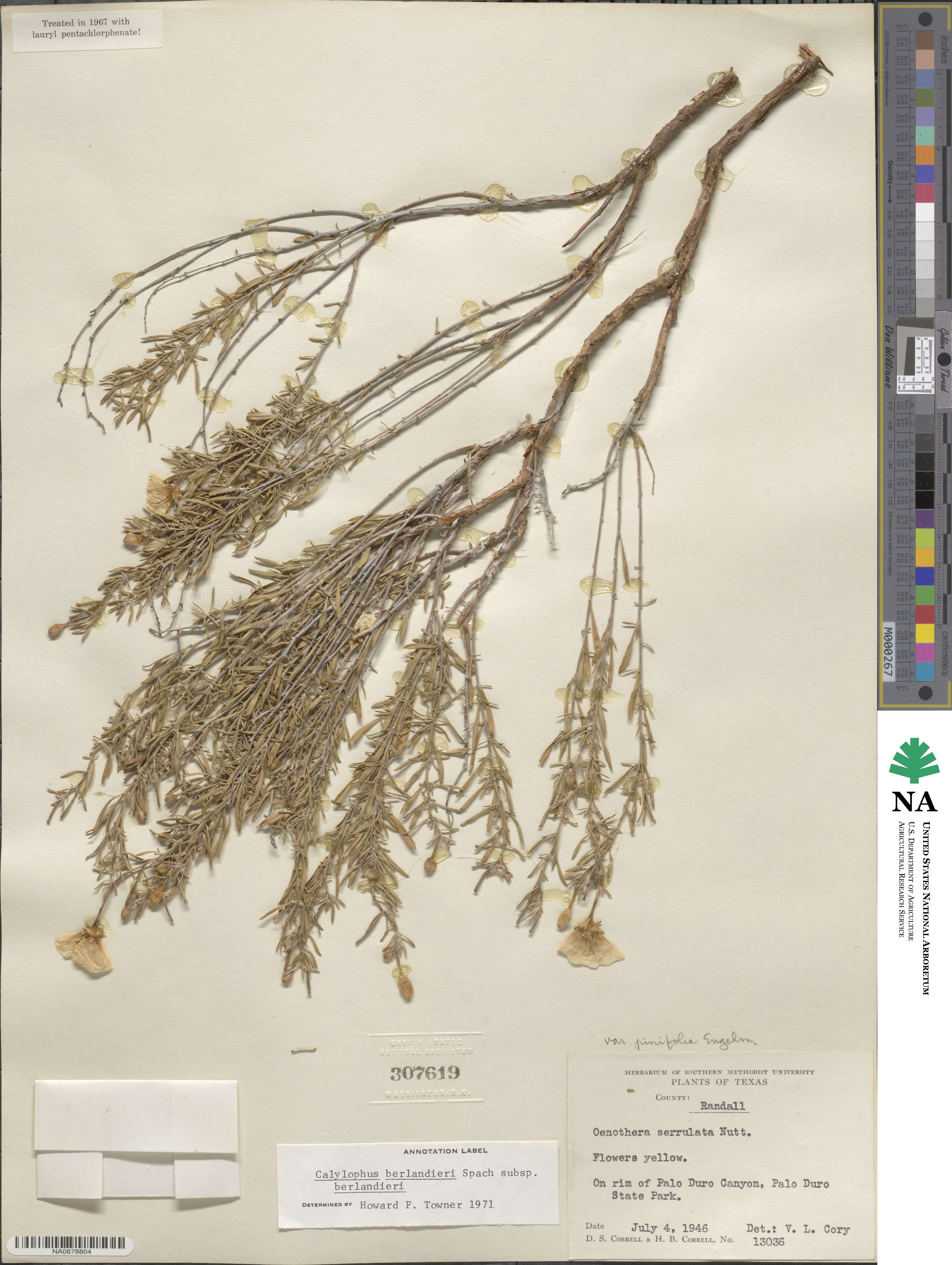 Oenothera berlandieri subsp. berlandieri image