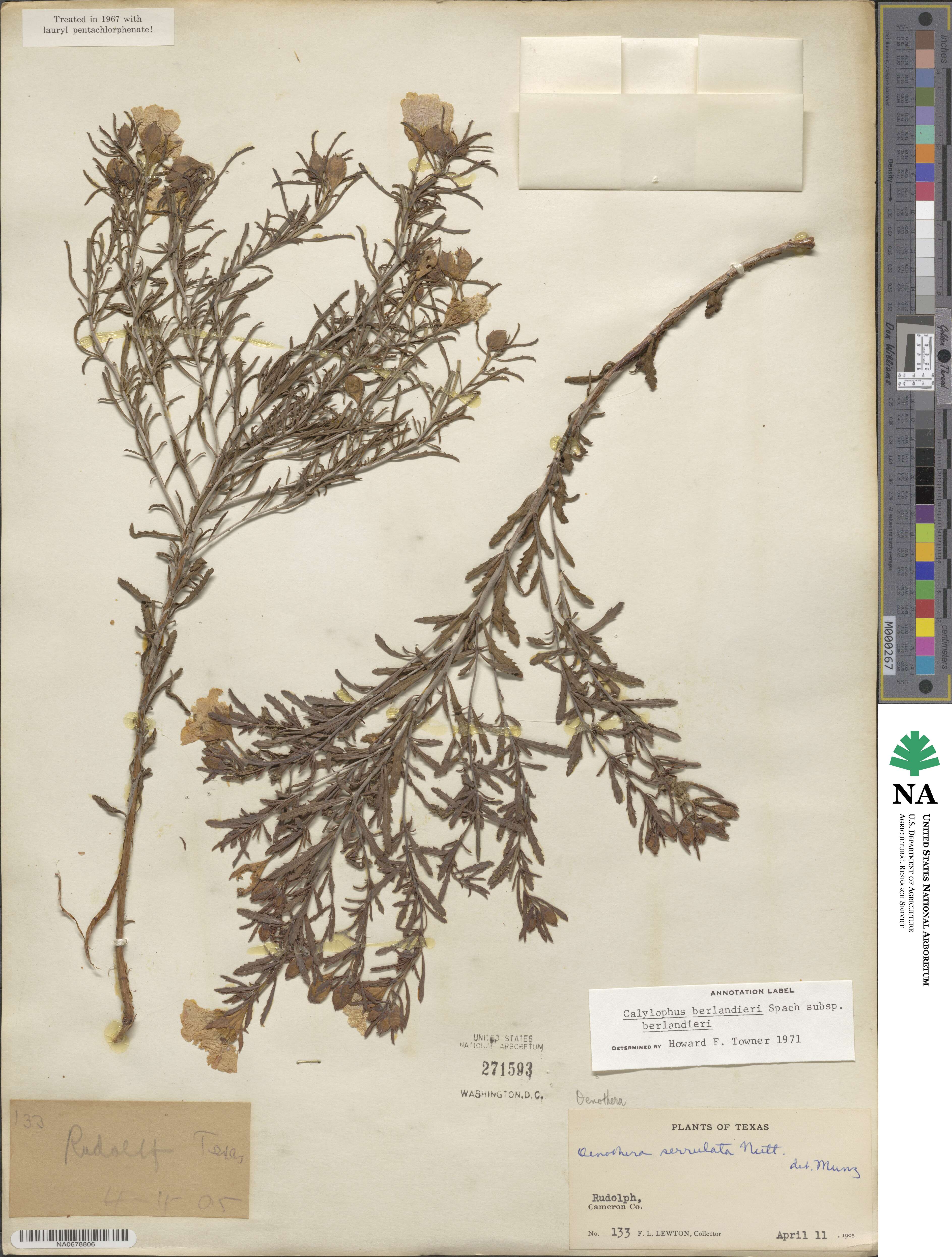 Oenothera berlandieri image