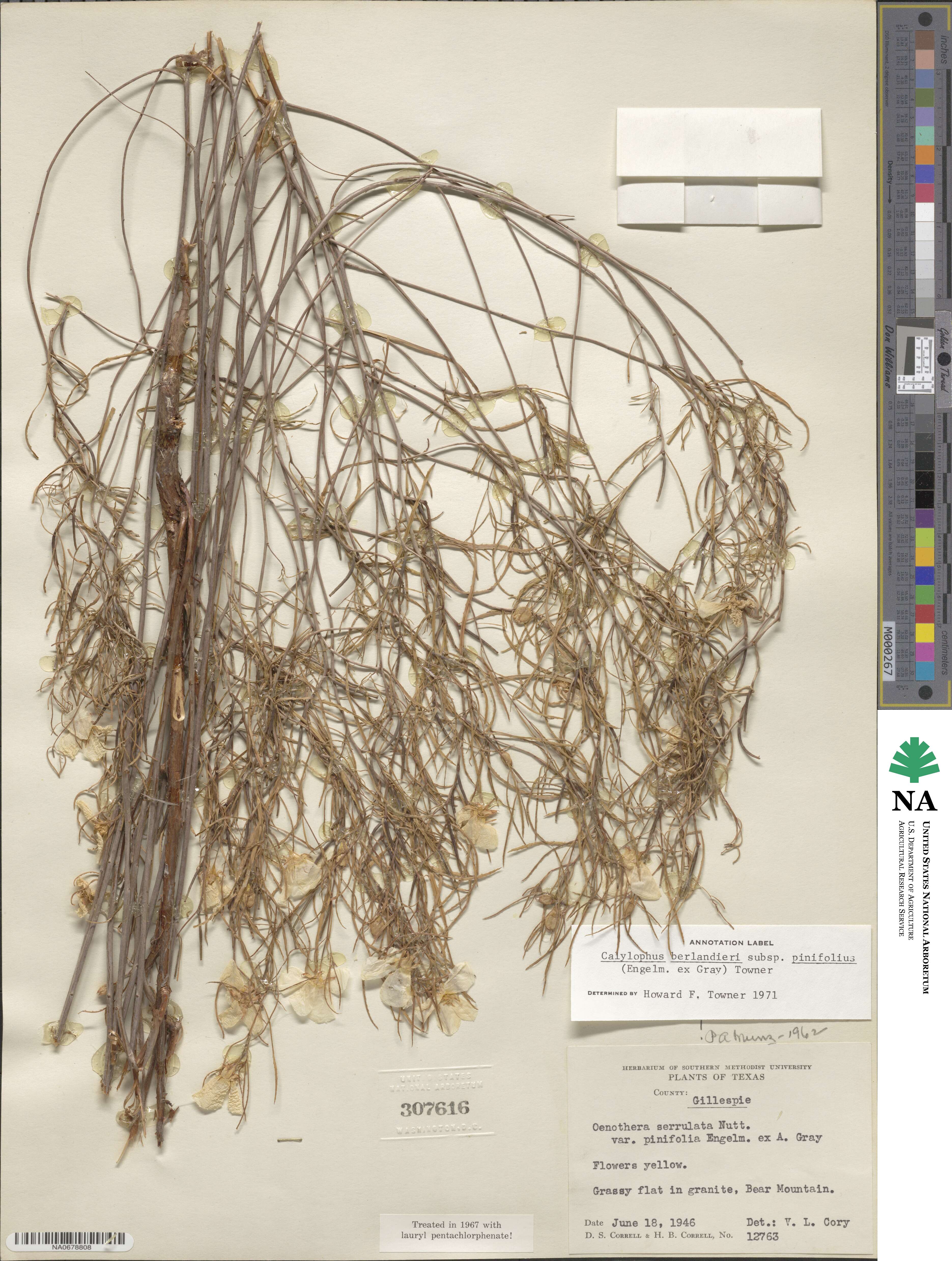 Oenothera berlandieri subsp. pinifolia image