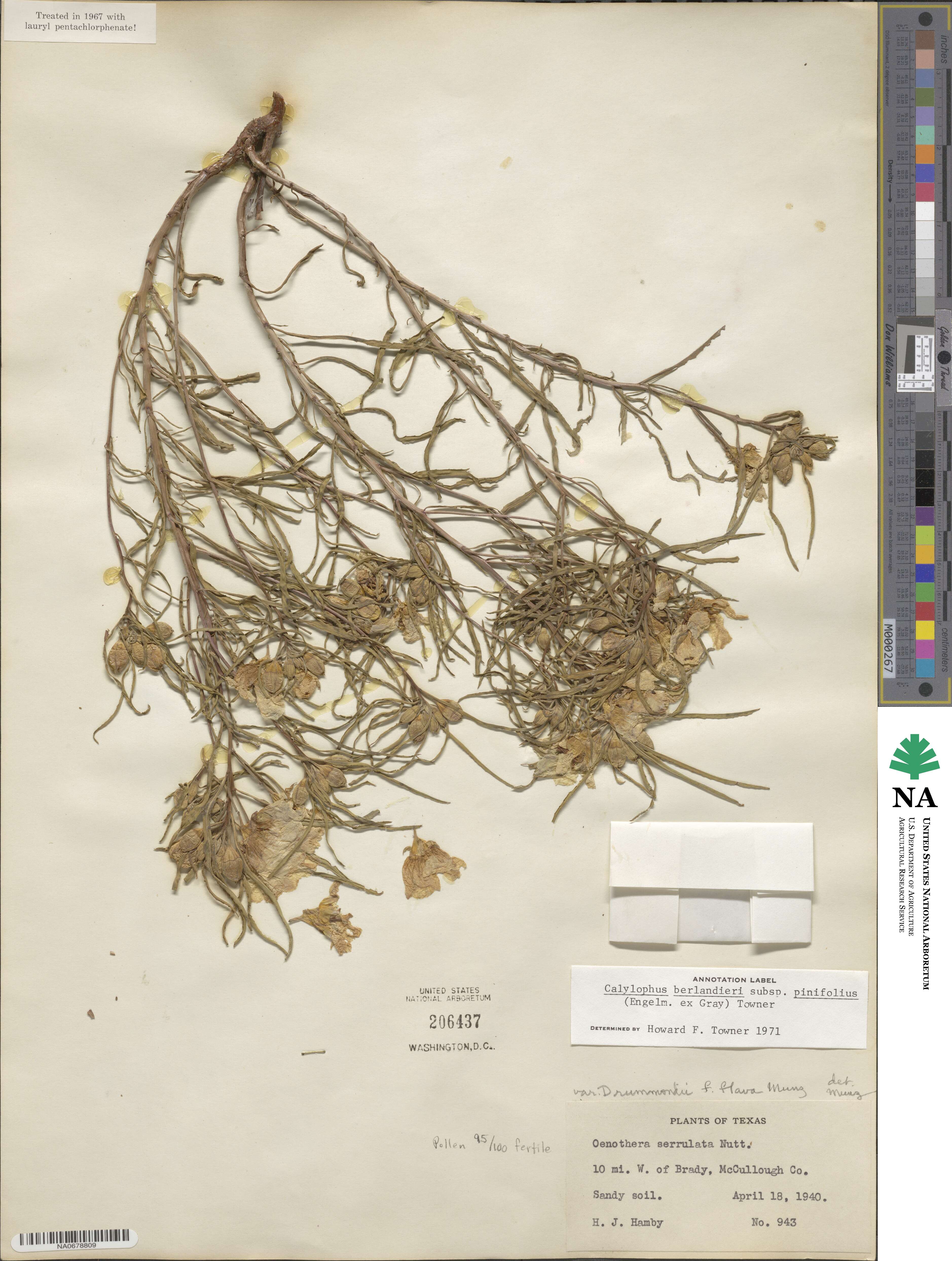 Oenothera berlandieri subsp. pinifolia image