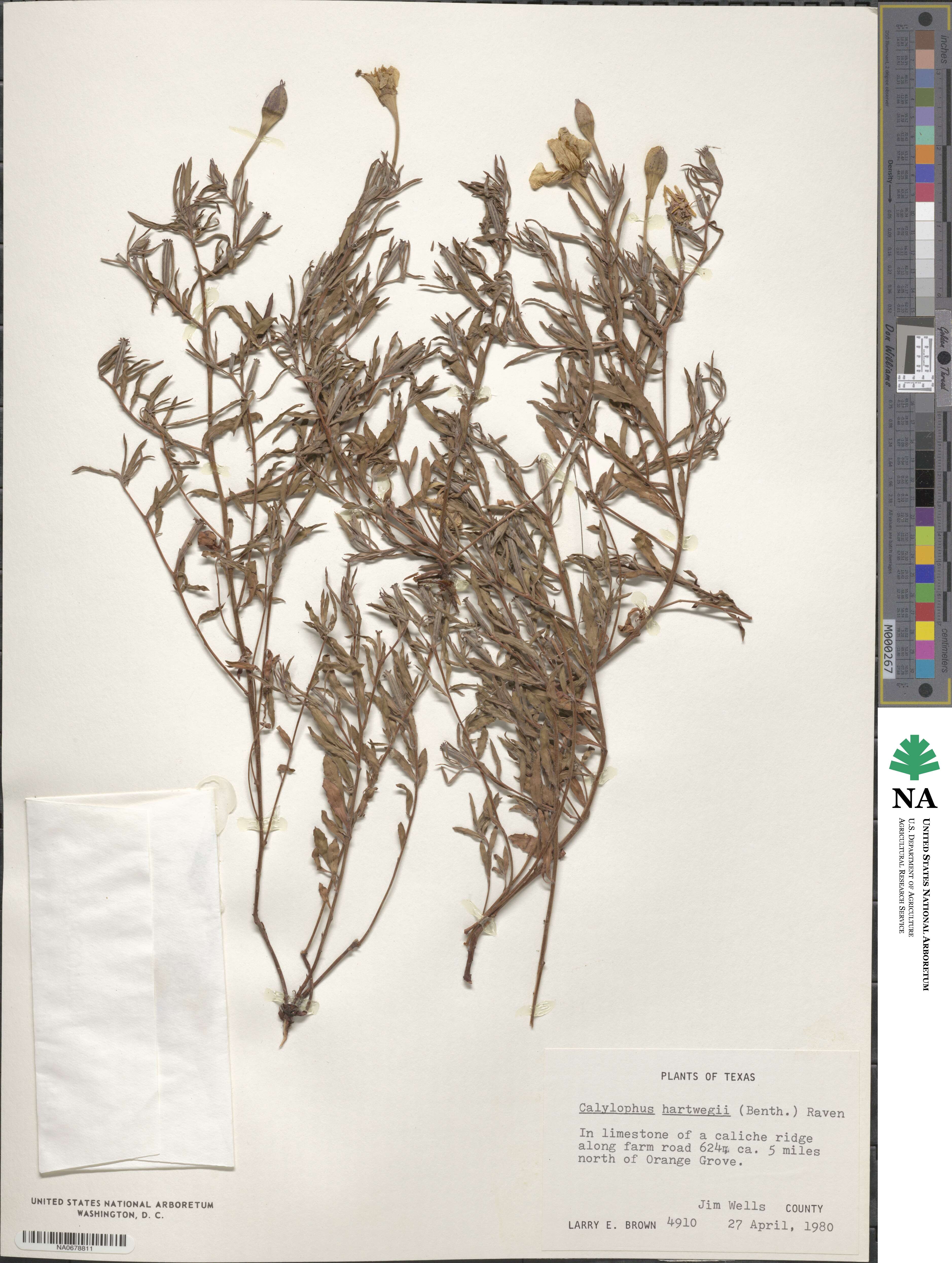 Oenothera hartwegii subsp. hartwegii image