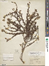 Oenothera hartwegii subsp. hartwegii image