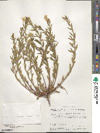 Oenothera hartwegii subsp. filifolia image