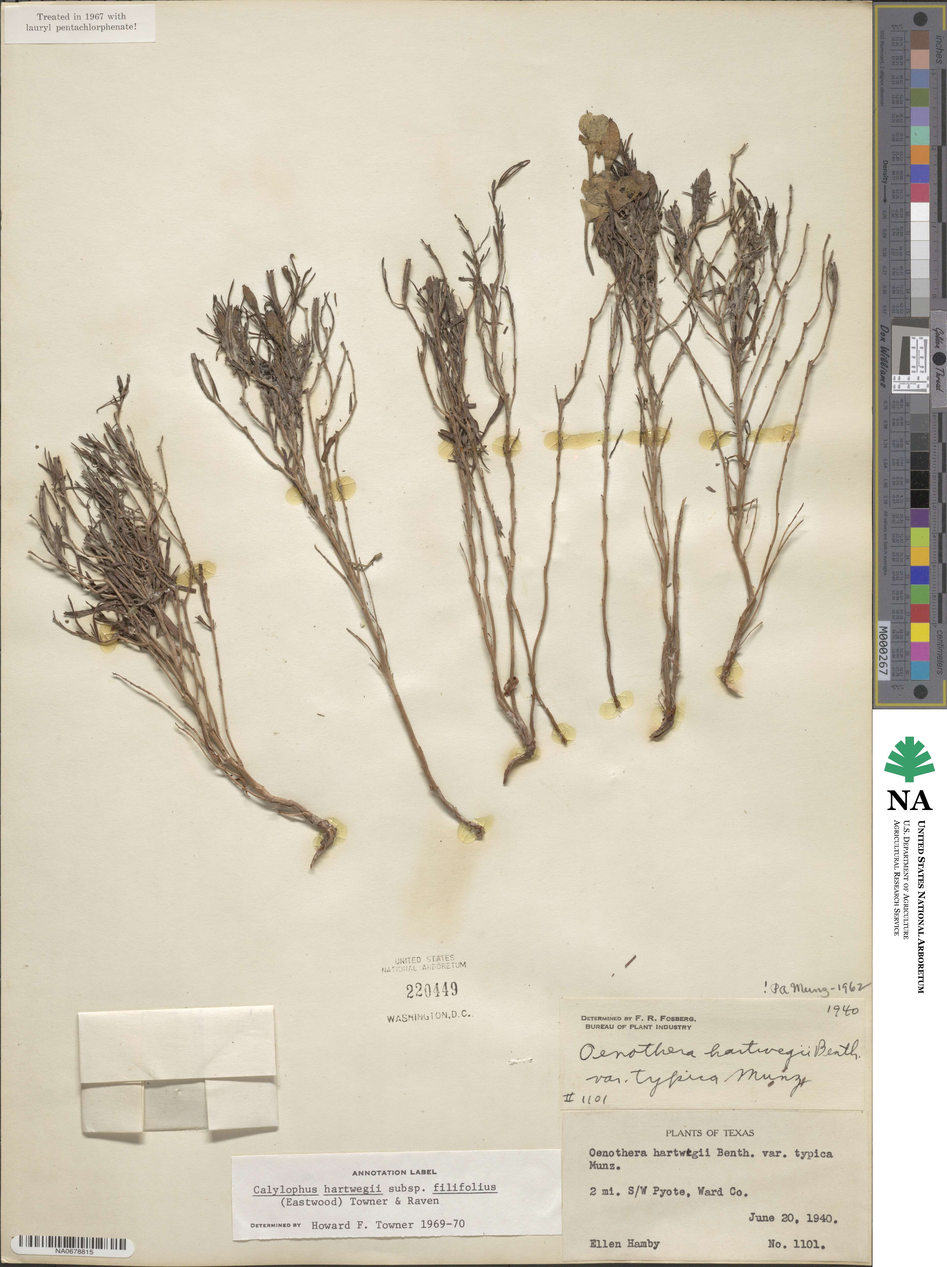 Oenothera hartwegii subsp. filifolia image