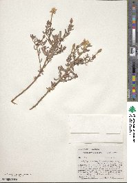 Oenothera hartwegii subsp. pubescens image