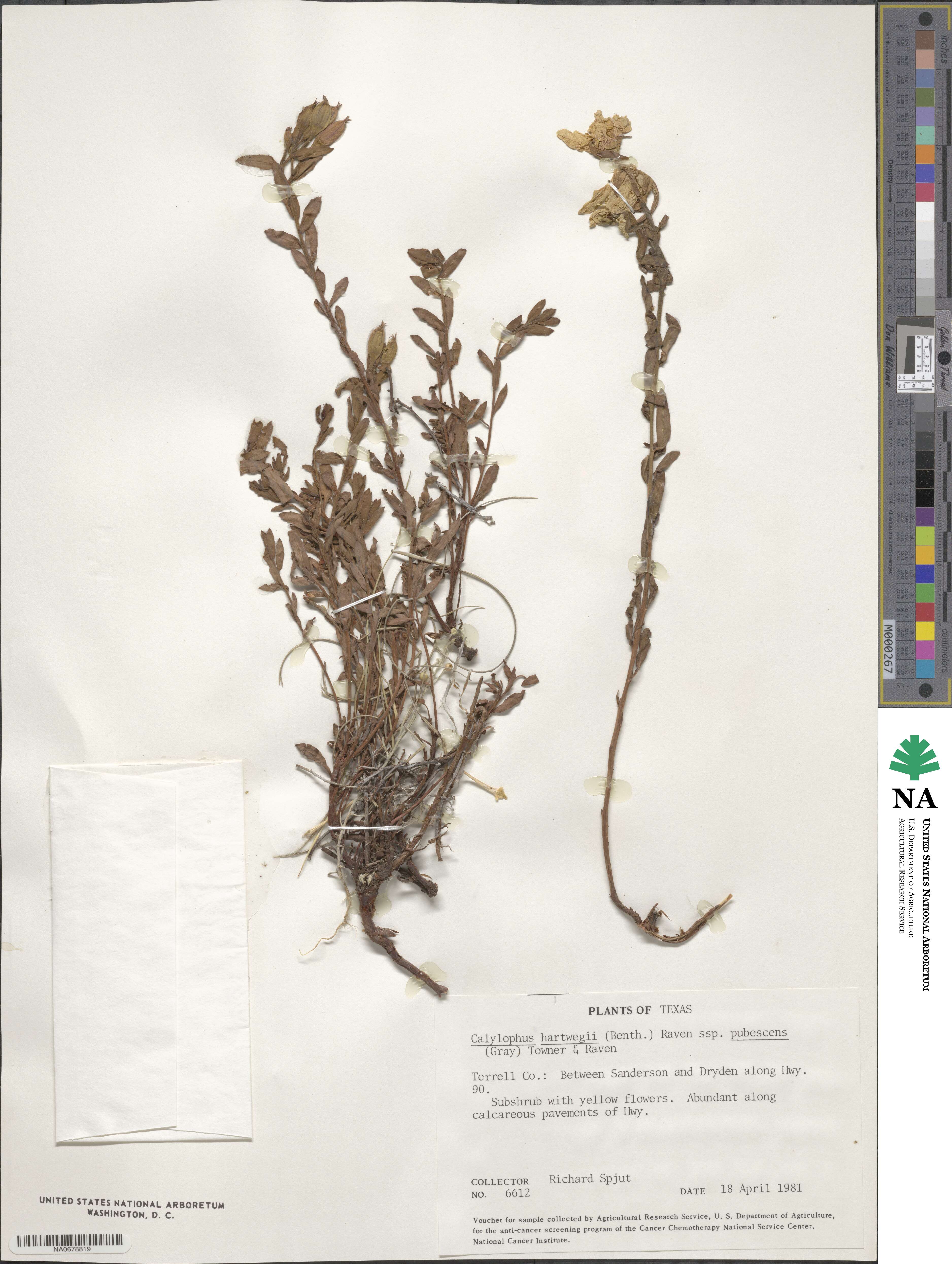 Oenothera hartwegii subsp. pubescens image