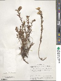 Oenothera hartwegii subsp. pubescens image